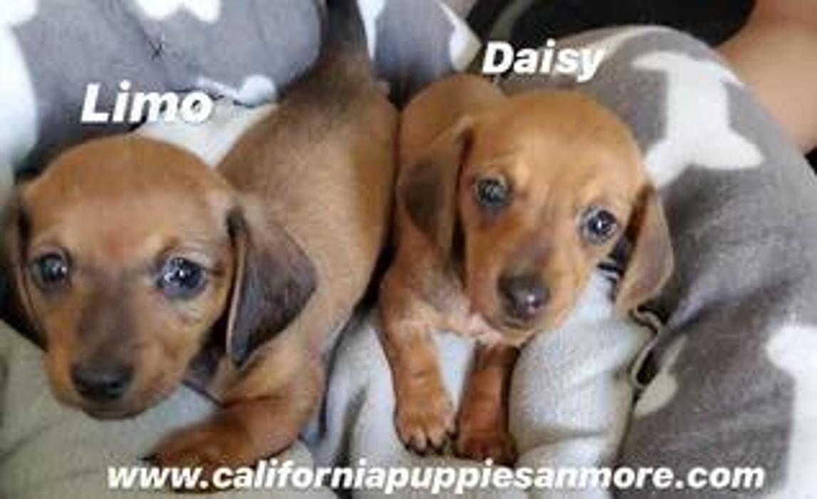 California Puppies an More - Fairfield, CA