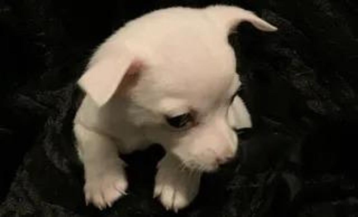 California Puppies an More - Fairfield, CA