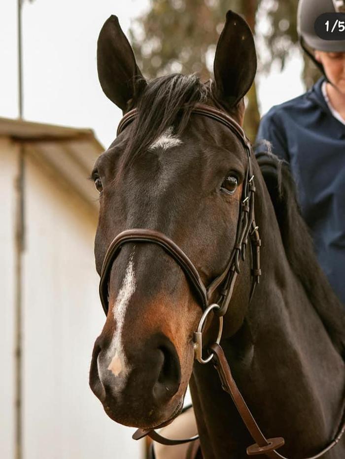 DVG Show Stables at Blue Fox Farm - Escondido, CA