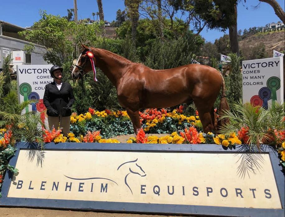 DVG Show Stables at Blue Fox Farm - Escondido, CA