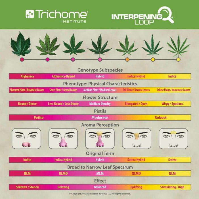 Native Grass Dispensary - Muskogee, OK