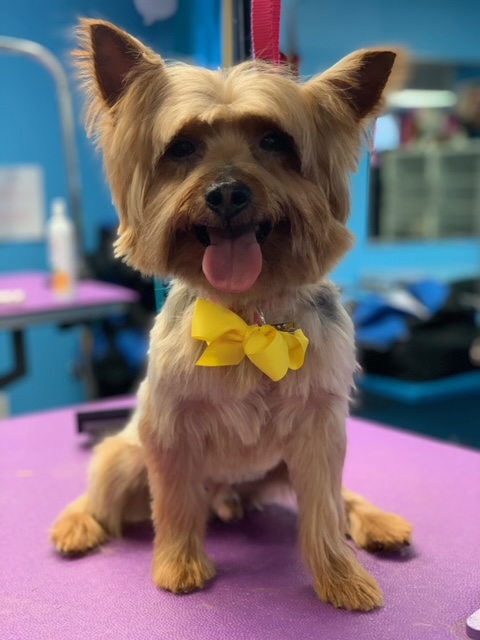 Shiny Paws Grooming & Day Care