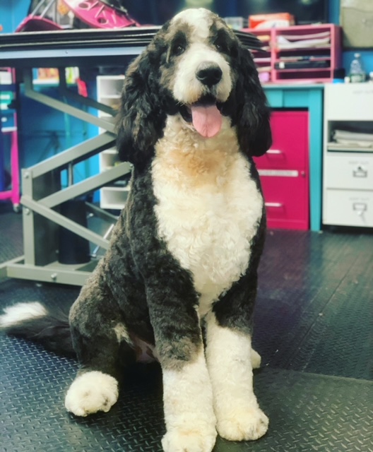 Shiny Paws Grooming & Day Care