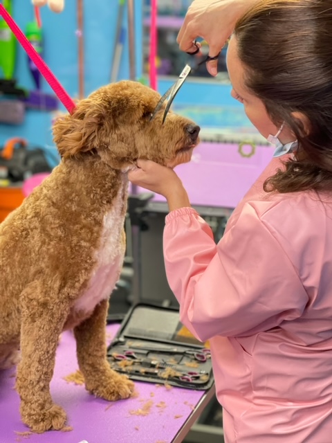 Shiny Paws Grooming & Day Care
