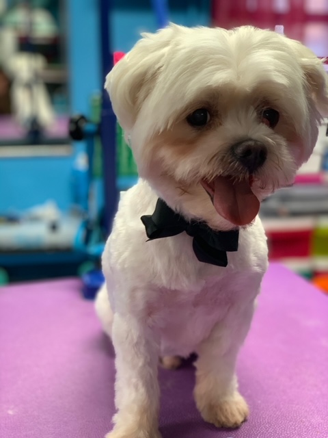 Shiny Paws Grooming & Day Care