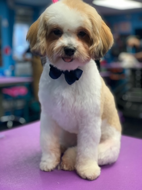 Shiny Paws Grooming & Day Care