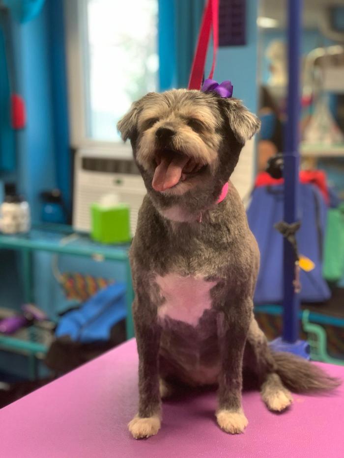 Shiny Paws Grooming & Day Care - Brooklyn, NY