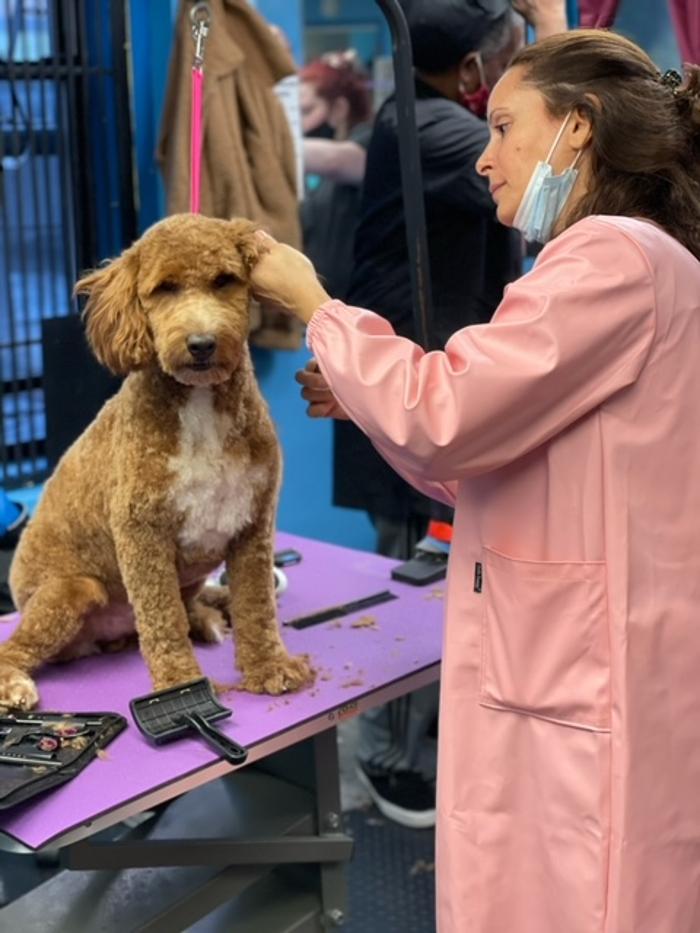 Shiny Paws Grooming & Day Care - Brooklyn, NY