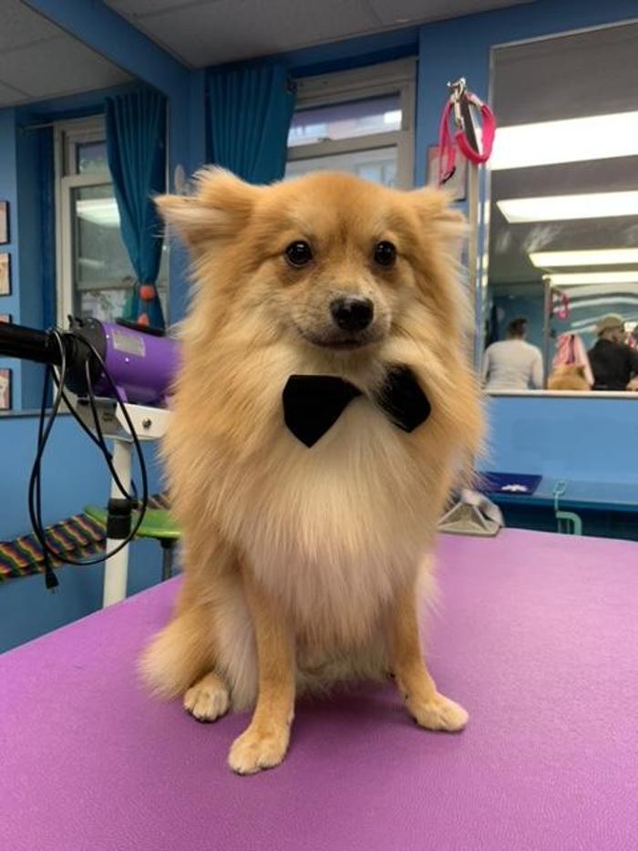 Shiny Paws Grooming & Day Care - Brooklyn, NY