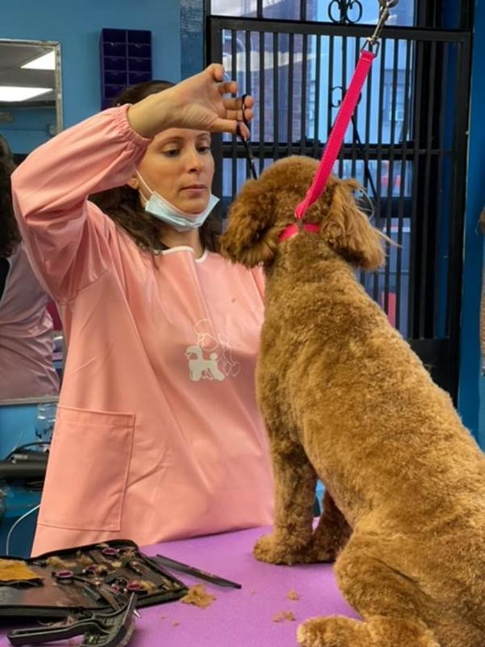 Shiny Paws Grooming & Day Care - Brooklyn, NY