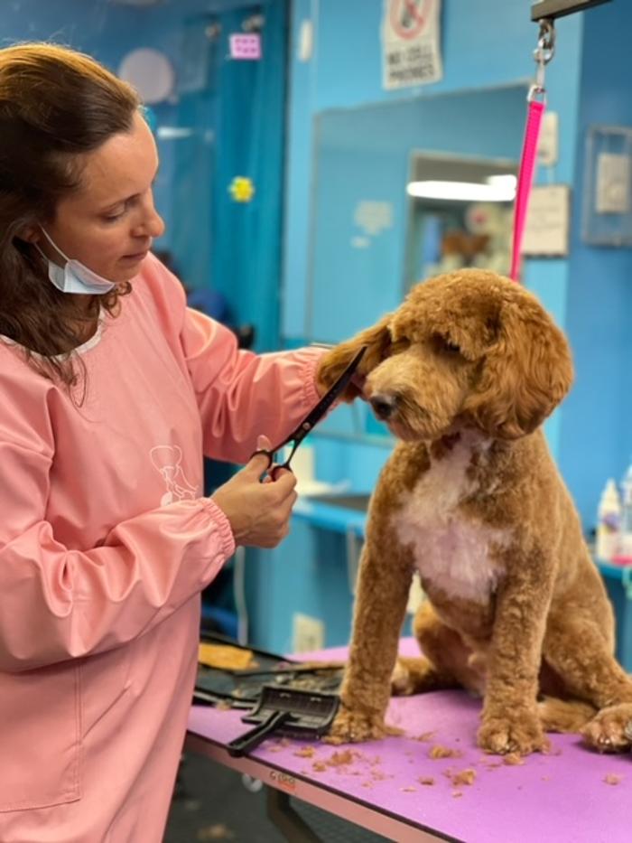 Shiny Paws Grooming & Day Care - Brooklyn, NY