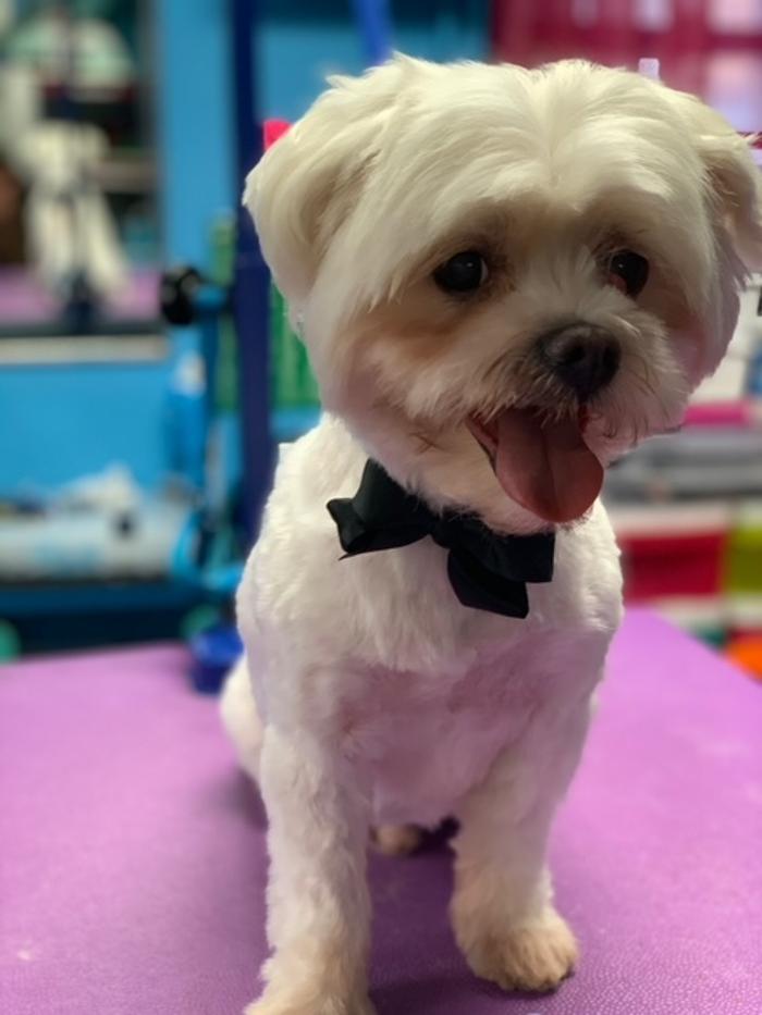 Shiny Paws Grooming & Day Care - Brooklyn, NY