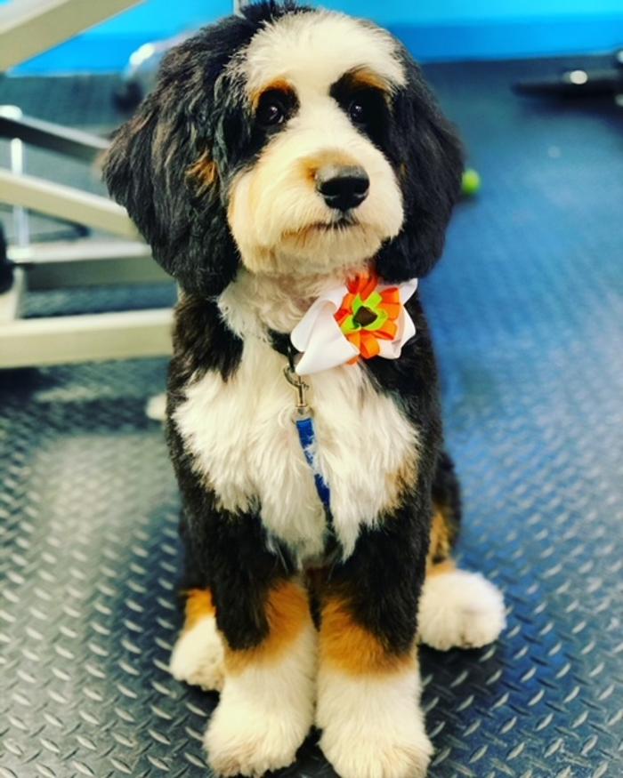 Shiny Paws Grooming & Day Care - Brooklyn, NY
