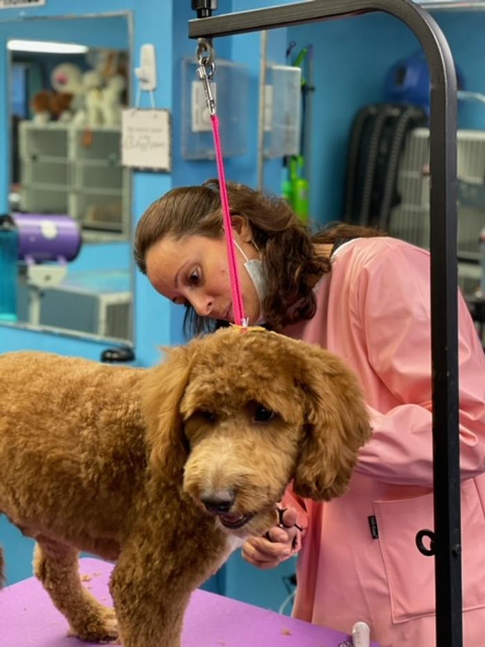 Shiny Paws Grooming & Day Care - Brooklyn, NY