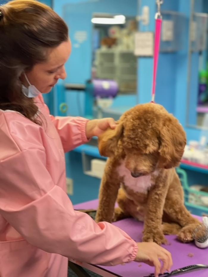 Shiny Paws Grooming & Day Care - Brooklyn, NY