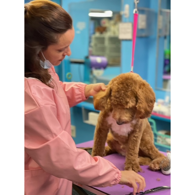 Shiny Paws Grooming & Day Care