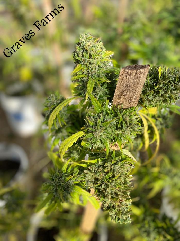 Kiowa Wellness Center - Altus, OK