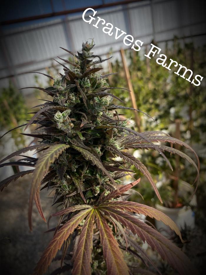 Kiowa Wellness Center - Altus, OK