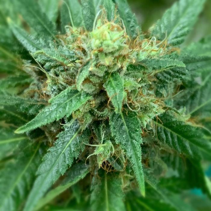 Kiowa Wellness Center - Altus, OK