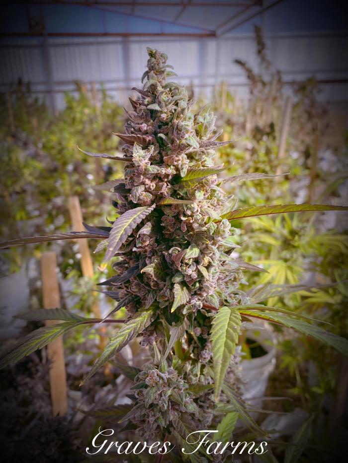 Kiowa Wellness Center - Altus, OK