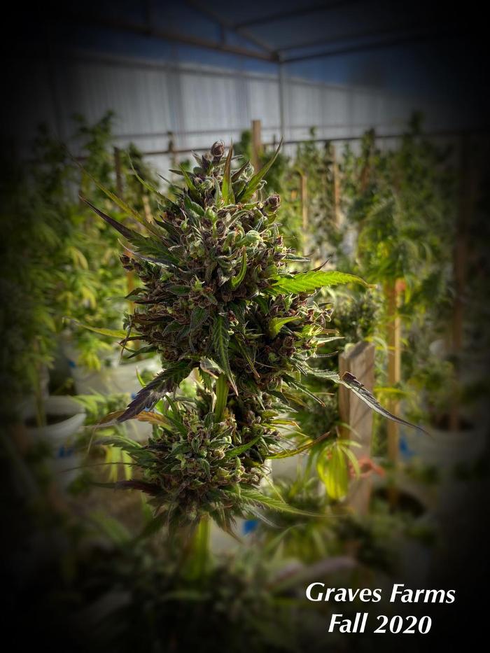 Kiowa Wellness Center - Altus, OK