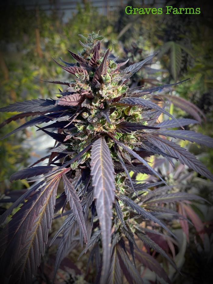 Kiowa Wellness Center - Altus, OK