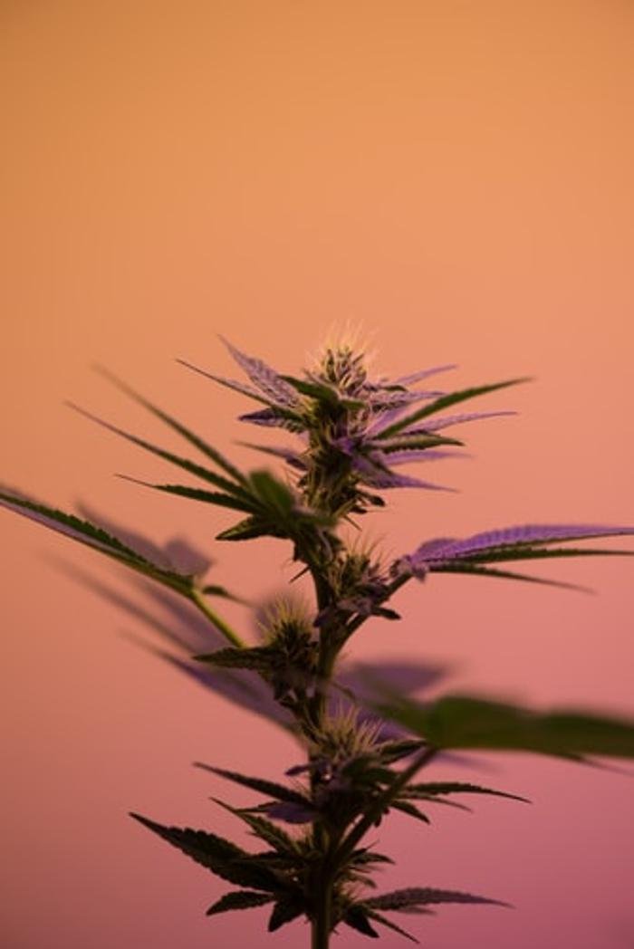 LIFE STYLE DISPENSARY - Broken Arrow, OK