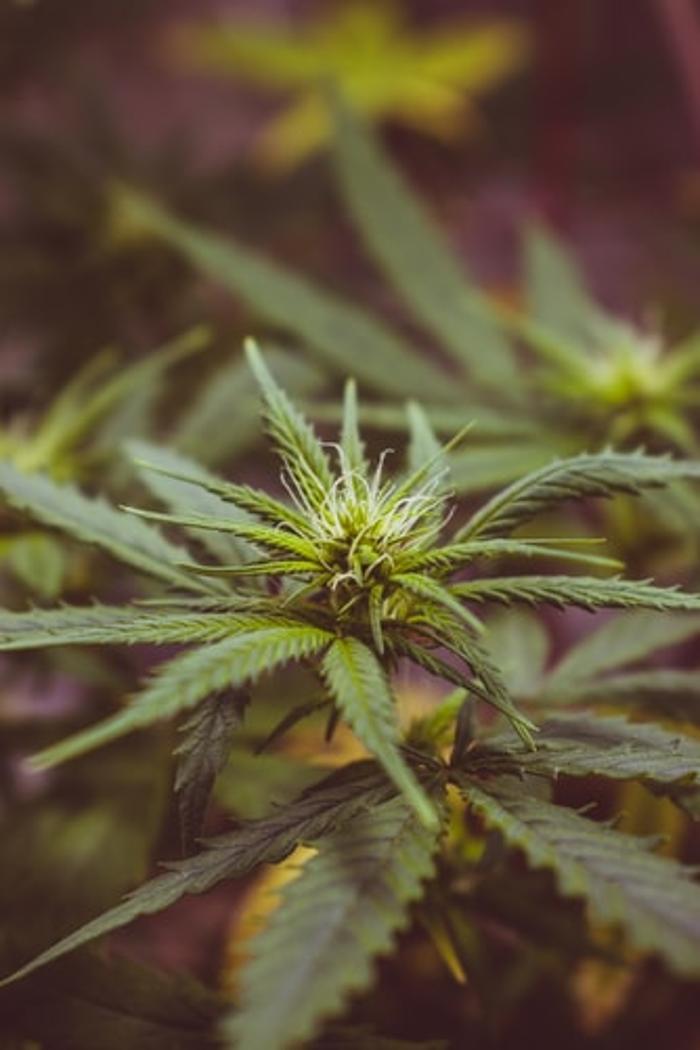 LIFE STYLE DISPENSARY - Broken Arrow, OK