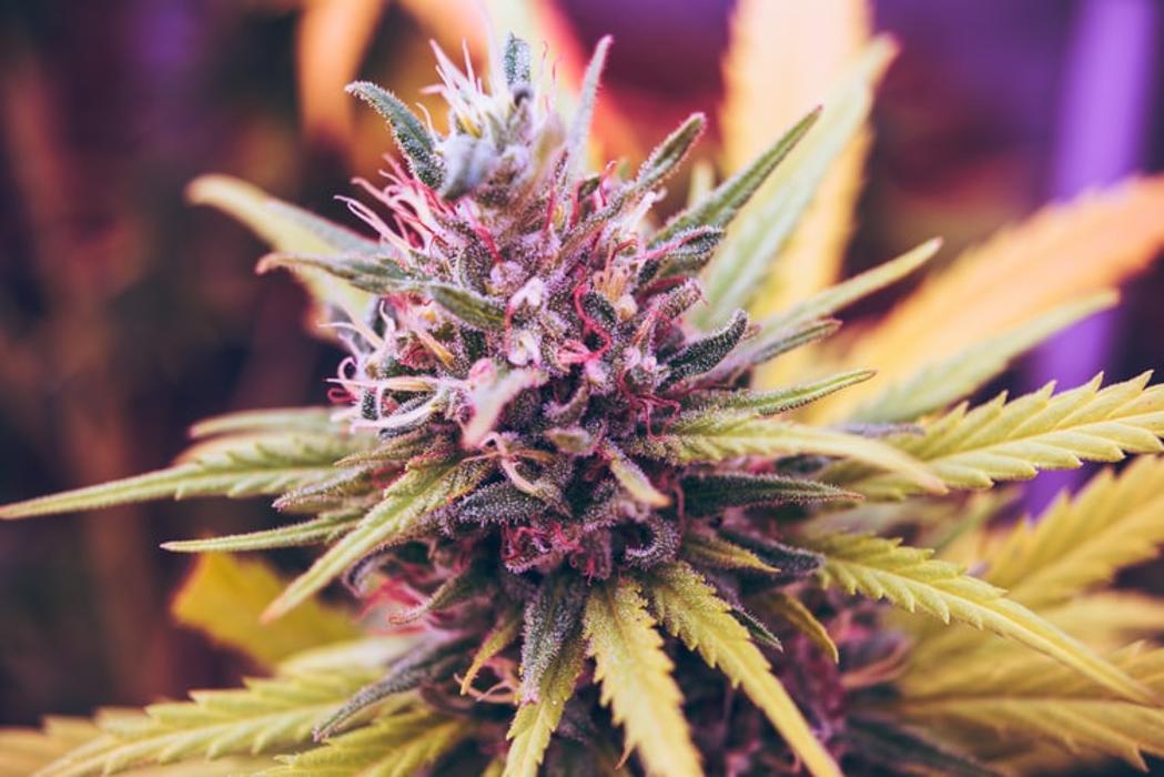 LIFE STYLE DISPENSARY - Broken Arrow, OK
