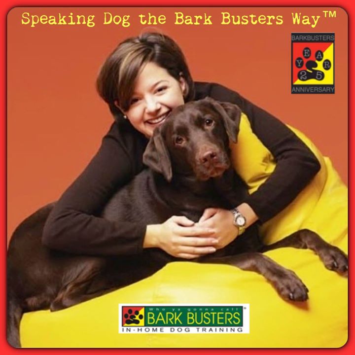 Собаки. Speaking dog. Speaking dog. Купить животное собака. Лабрадор ре триает щенок.