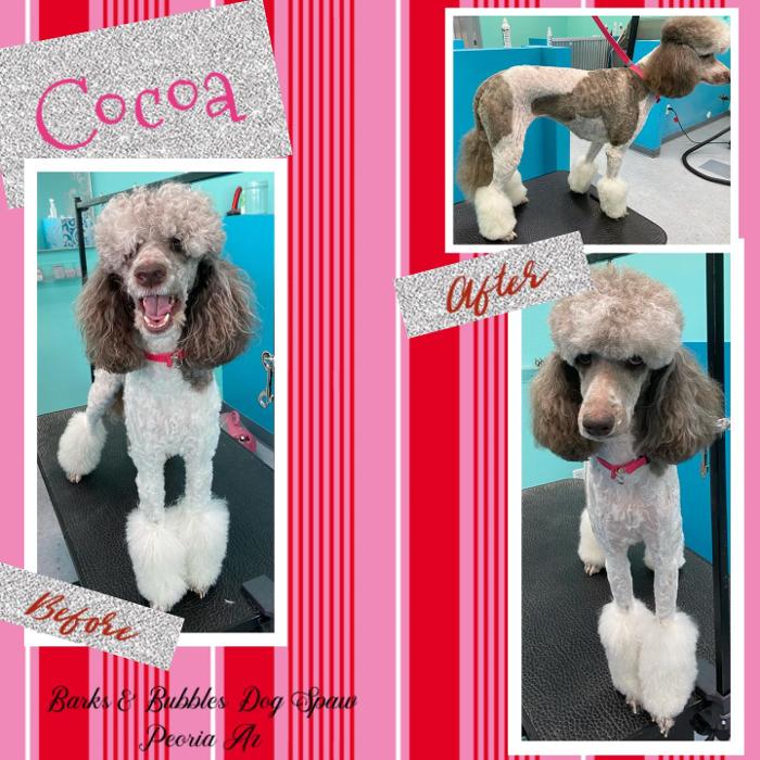 Barks & Bubbles Dog Spaw - Peoria, AZ