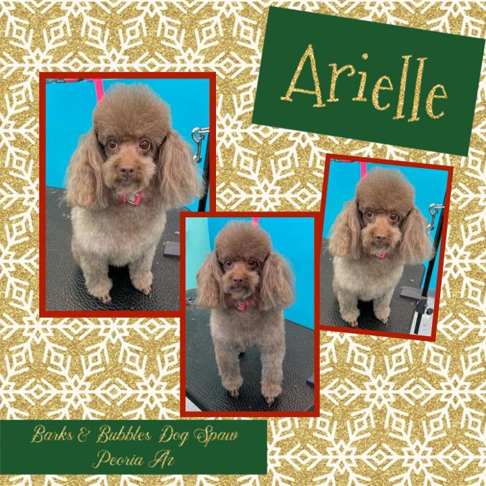 Barks & Bubbles Dog Spaw - Peoria, AZ