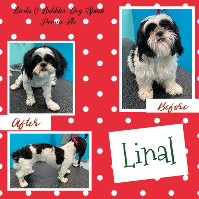 Barks & Bubbles Dog Spaw - Peoria, AZ