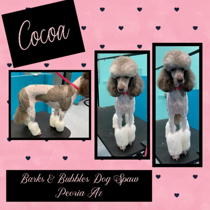 Barks & Bubbles Dog Spaw - Peoria, AZ