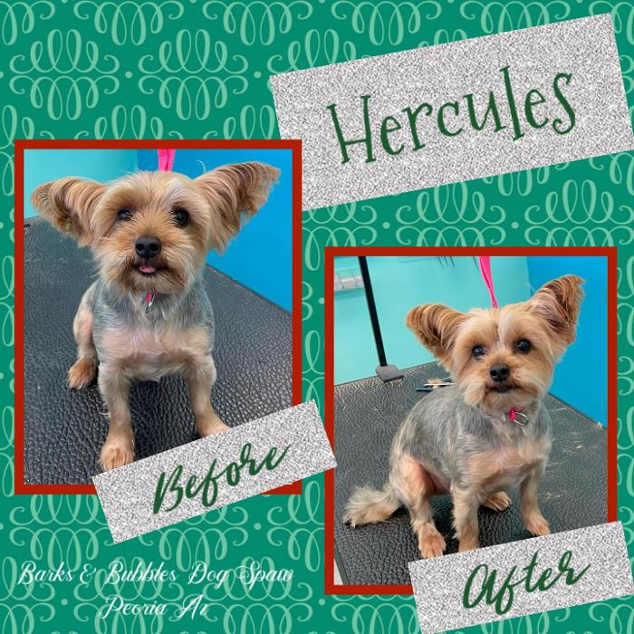 Barks & Bubbles Dog Spaw - Peoria, AZ