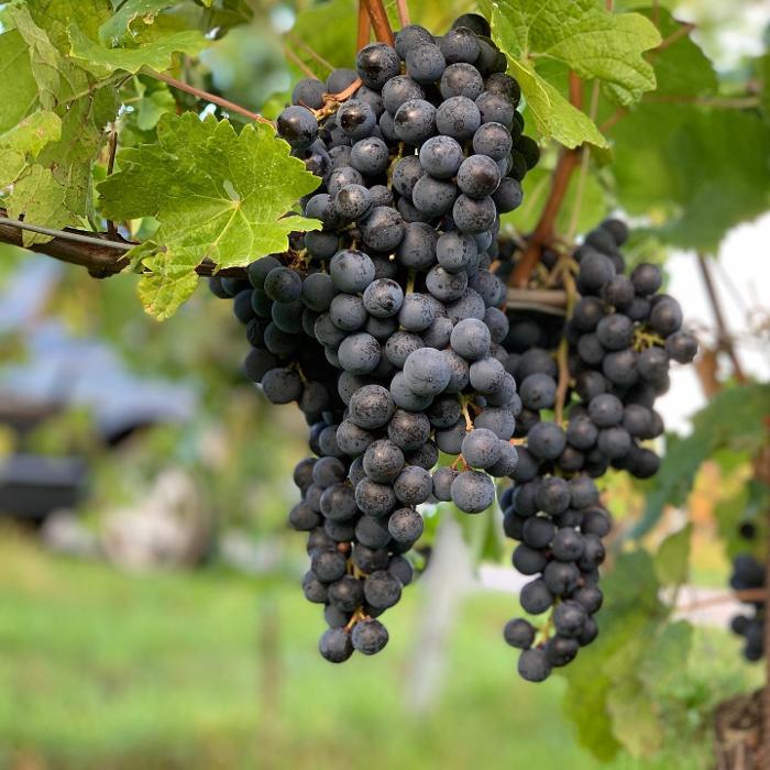 Schandl's Weingut, Kellerweg in Pöttelsdorf