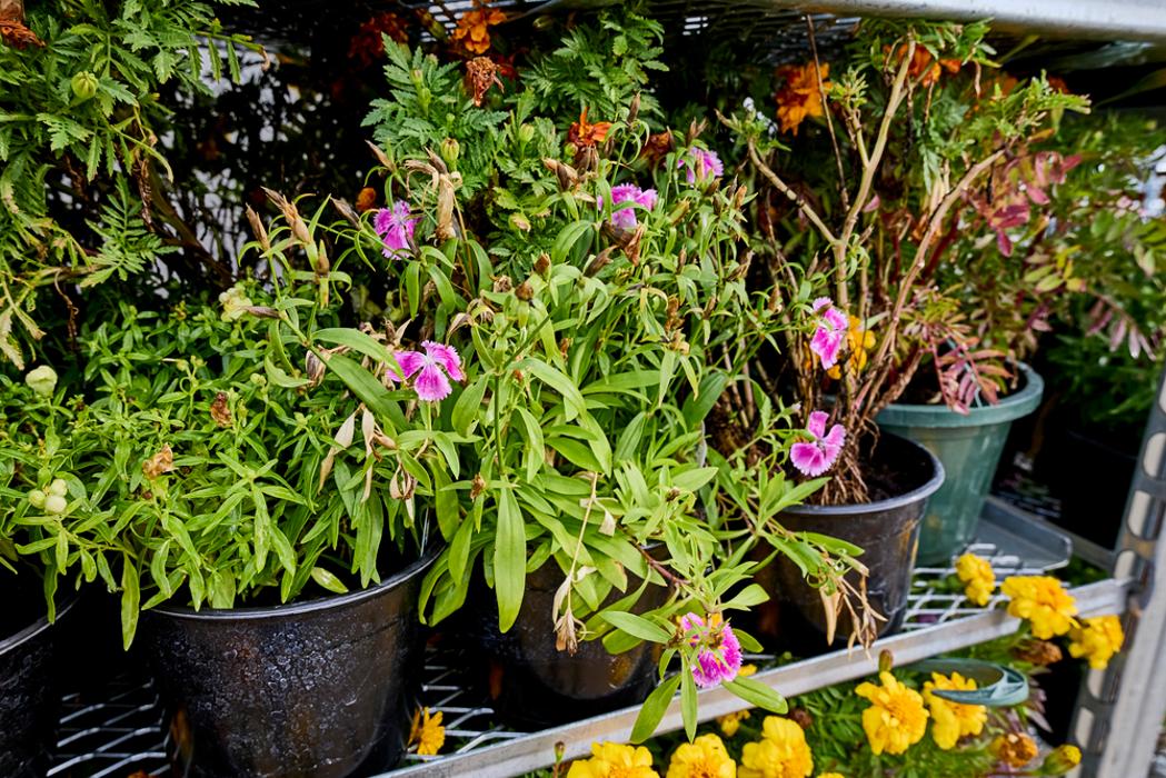 Tractor Supply Co. Image