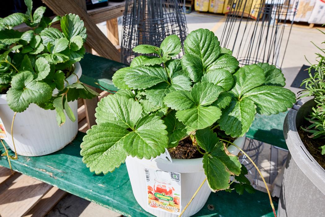 Tractor Supply Co. - Cuero, TX