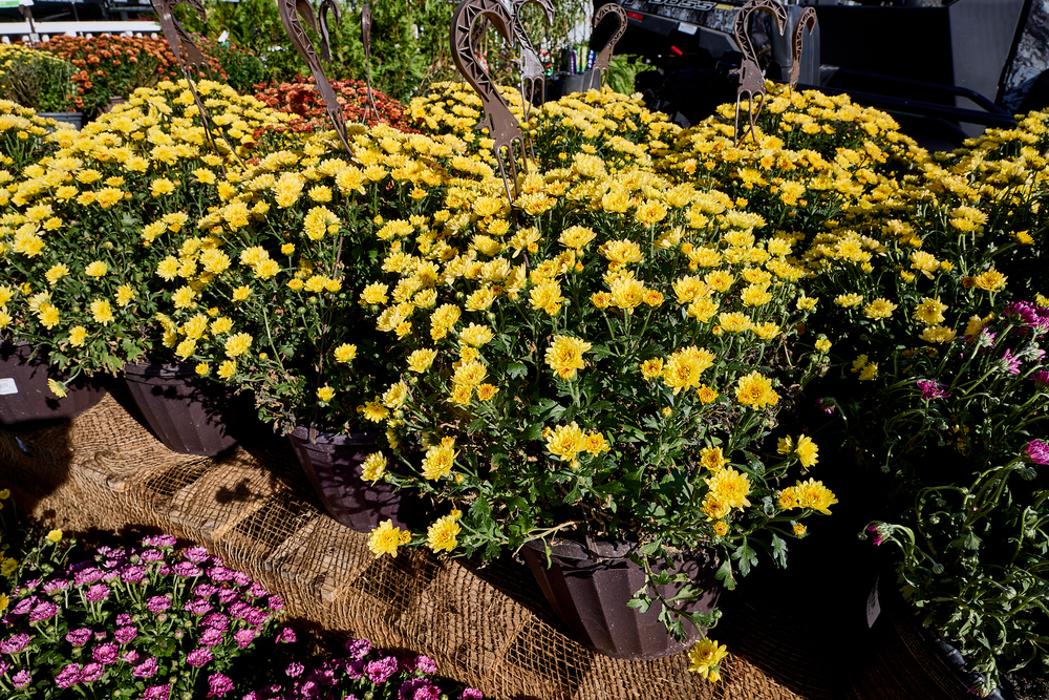 Tractor Supply Co. Image