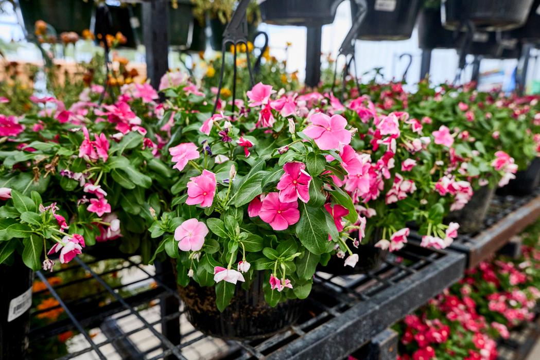 Garden Center Detail Shot