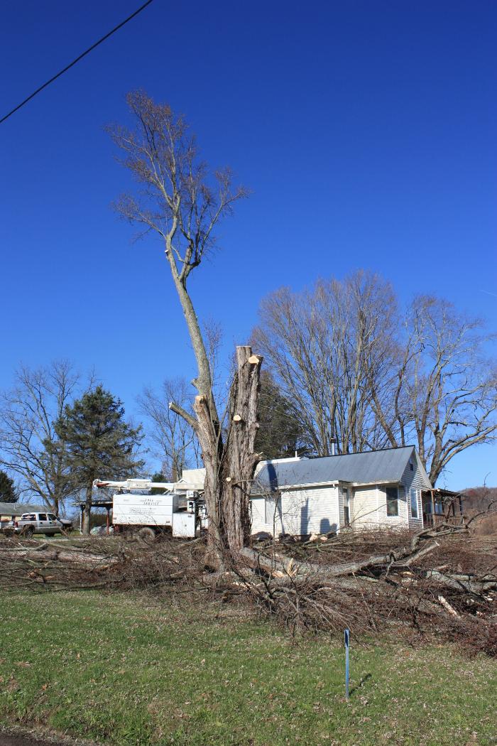 Urban Landscaping and Tree Care - Englewood, CO