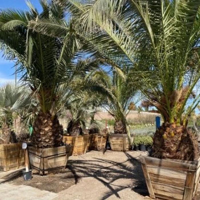 Cody's Tree Service, Inc. - Katy, TX