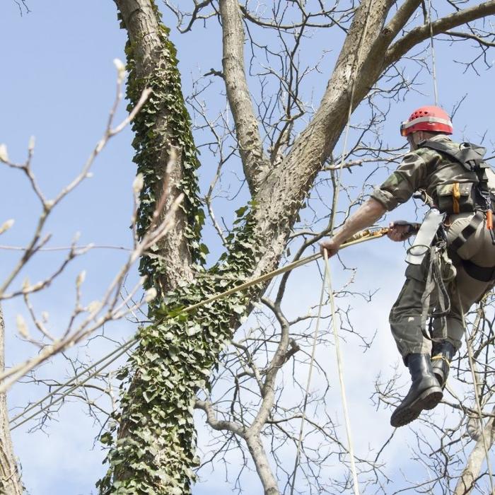 Cody's Tree Service, Inc. - Katy, TX