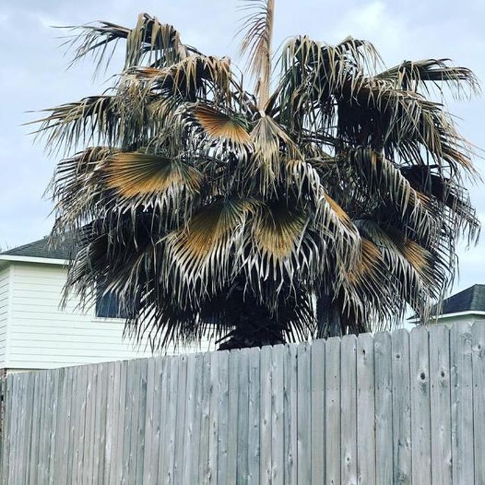 Cody's Tree Service, Inc. - Katy, TX