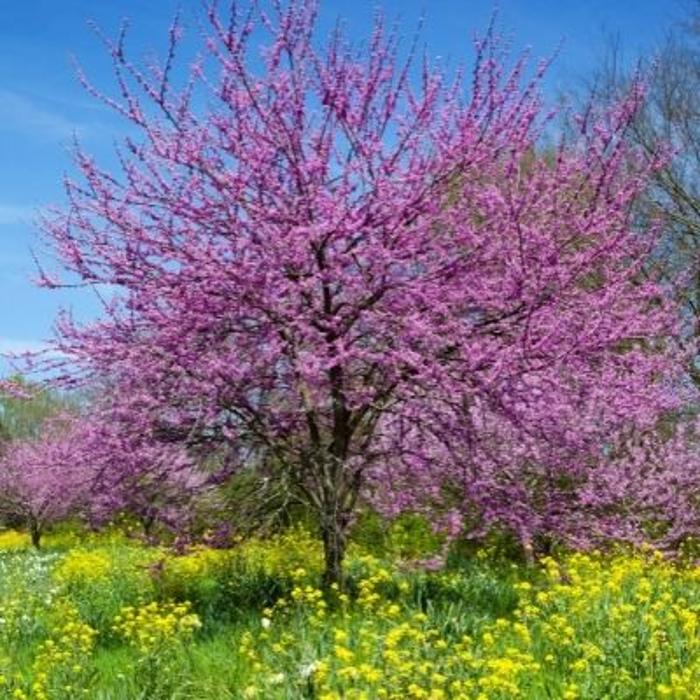 Cody's Tree Service, Inc. - Katy, TX