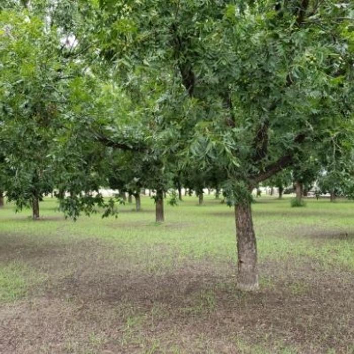 Cody's Tree Service, Inc. - Katy, TX