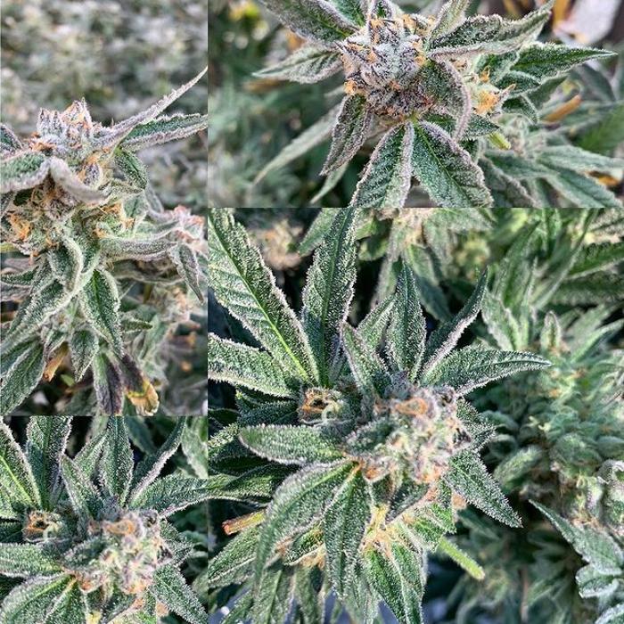 Oklahoma Native Roots Dispensary, Processing, & Grow - Duncan, OK