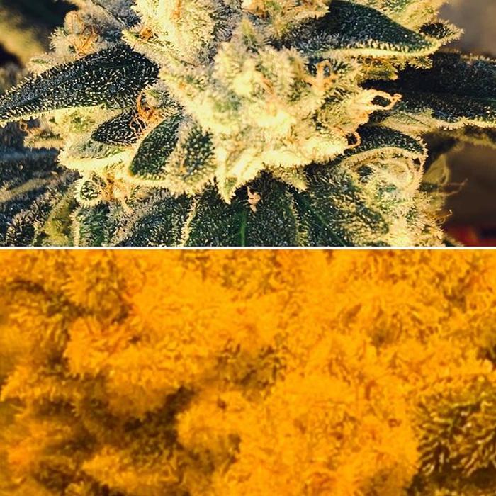 Oklahoma Native Roots Dispensary, Processing, & Grow - Duncan, OK