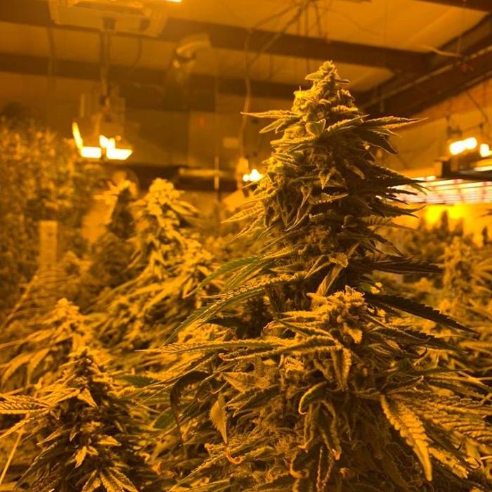 Oklahoma Native Roots Dispensary, Processing, & Grow - Duncan, OK