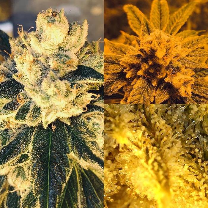 Oklahoma Native Roots Dispensary, Processing, & Grow - Duncan, OK